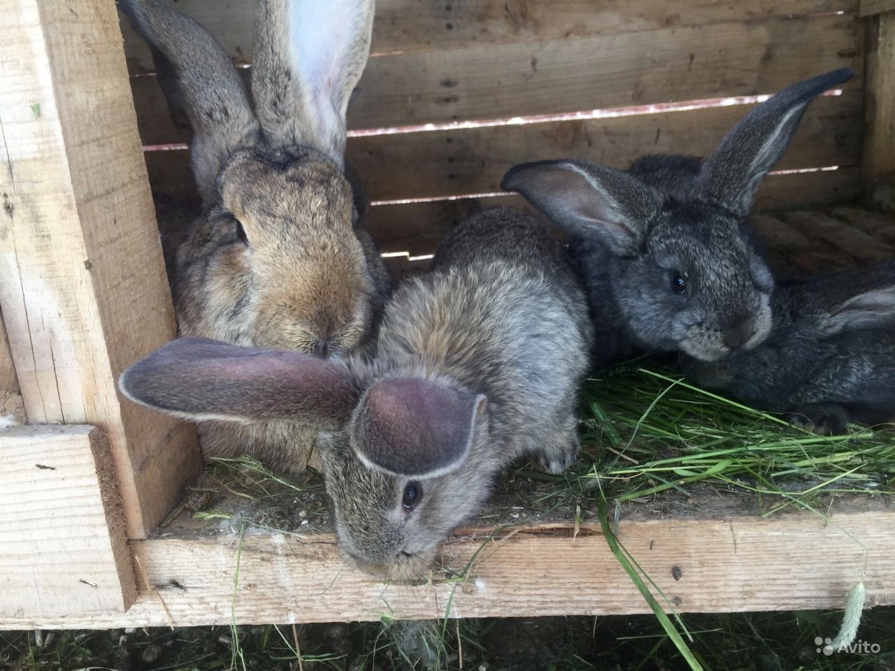 Купить кроликов воронежской. Месячные кролики Фландр. Кролик 2 месяца фото. Месячный кролик фото. Месячные крольчата.